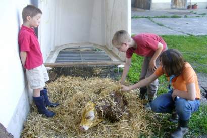 03_kainzenhof_Geburt-eines-Kalbes.jpg