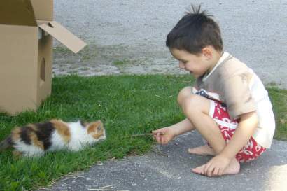 06_kainzenhof_katze_spielen.jpg